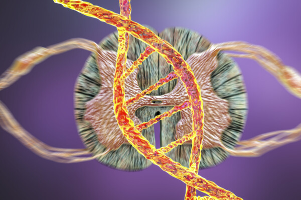 Microscopic rendering of spinal DNA.