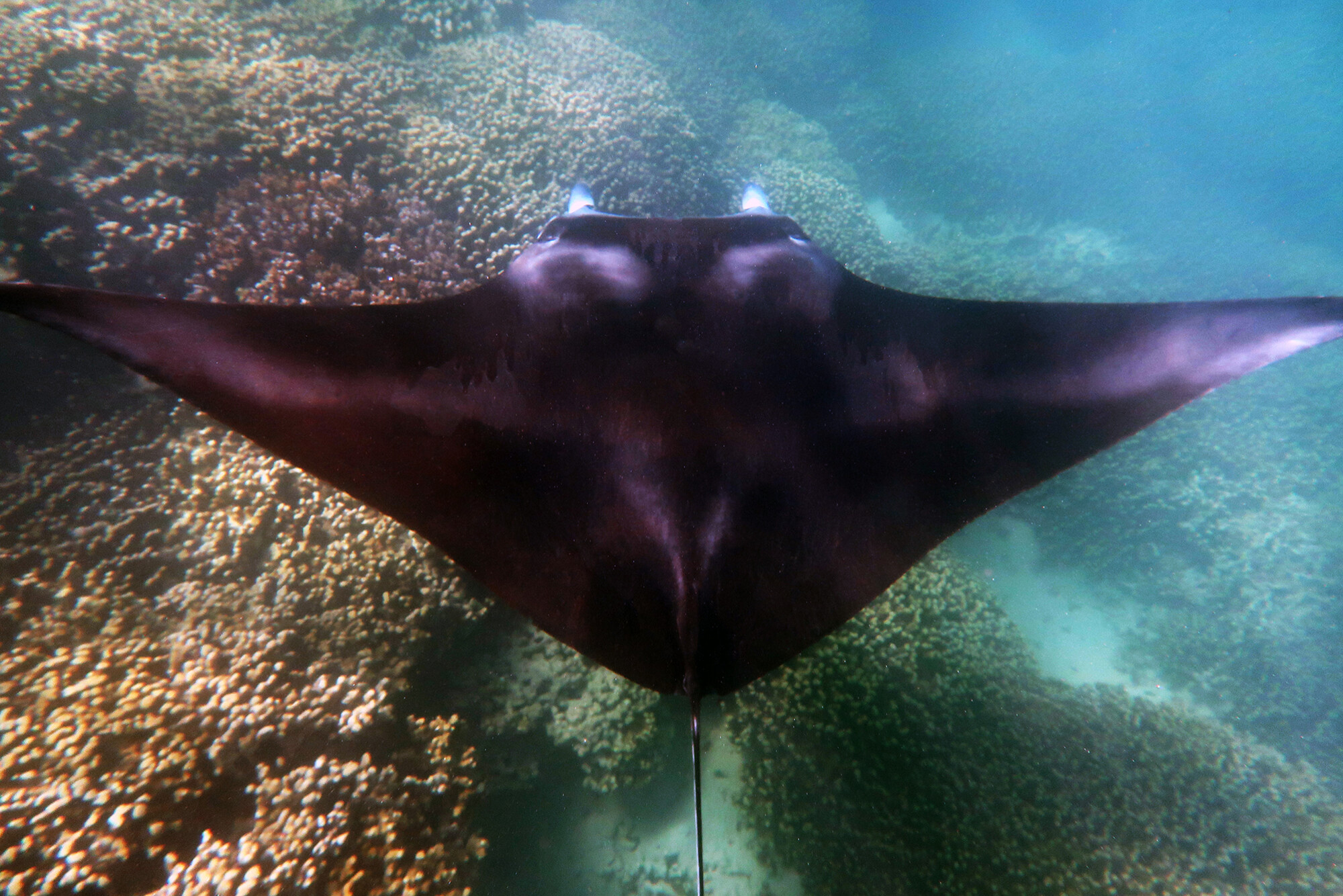 manta ray around coral reefs
